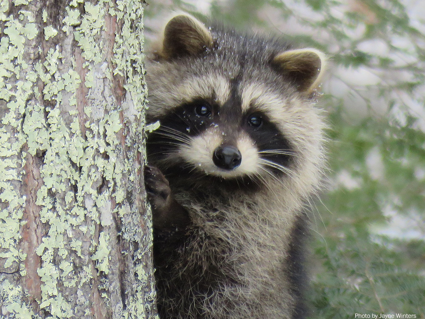Detail Raccoon Picture Nomer 2