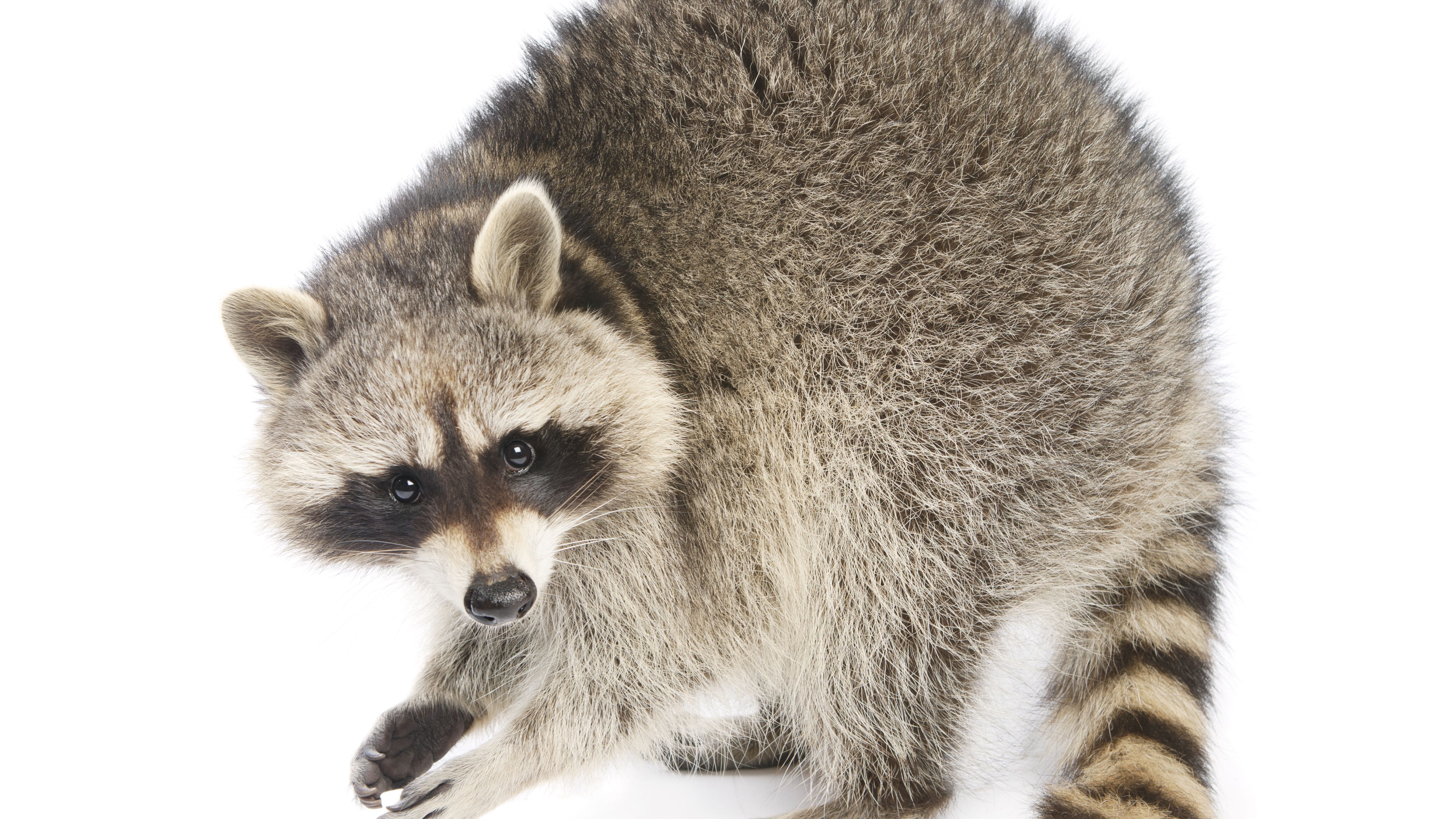 Detail Raccoon Picture Nomer 32