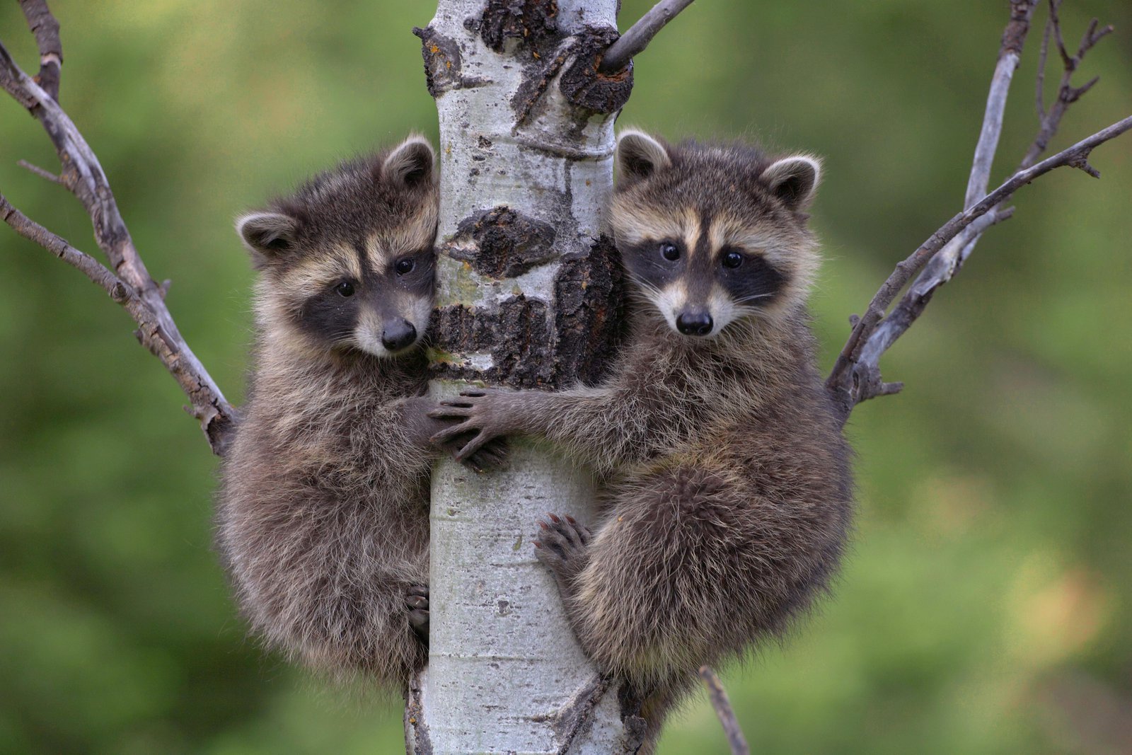 Detail Raccoon Picture Nomer 37