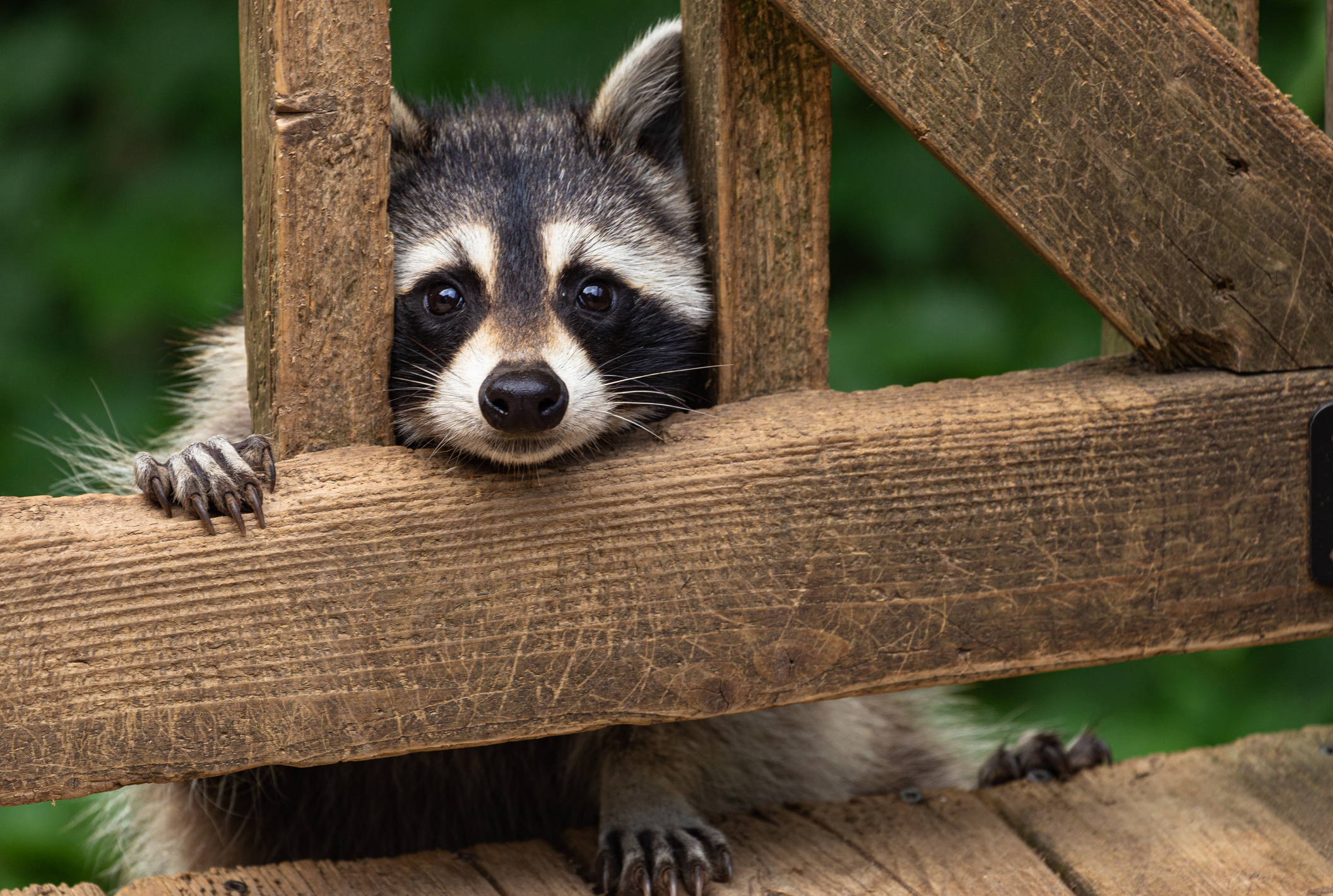 Detail Raccoon Picture Nomer 40