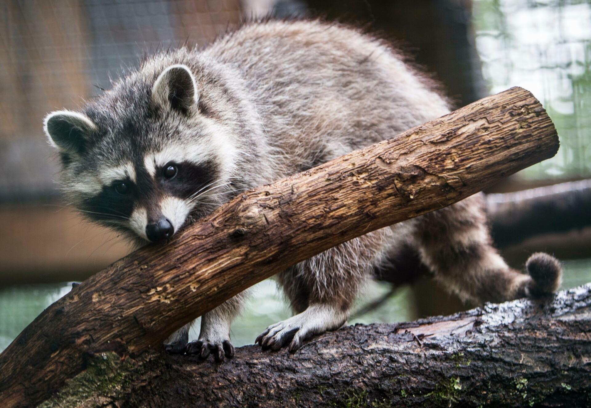 Detail Raccoon Picture Nomer 46