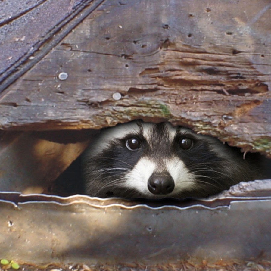 Detail Raccoon Picture Nomer 47