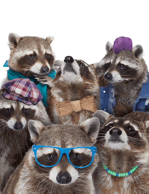 Detail Raccoon Pictures Nomer 24