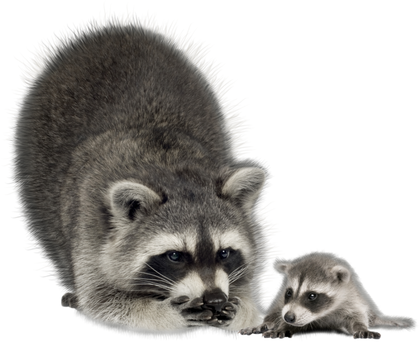 Detail Raccoon Pictures Free Nomer 29