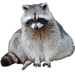 Detail Raccoon Png Nomer 22