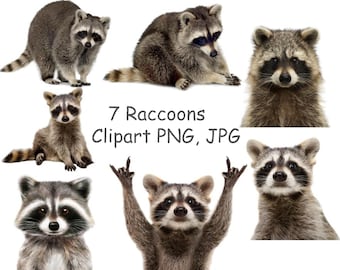 Detail Raccoon Png Nomer 33