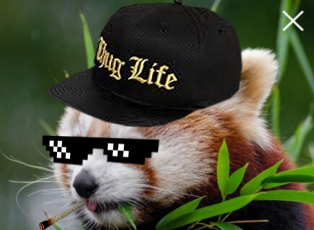 Detail Raccoon Thug Life Nomer 14