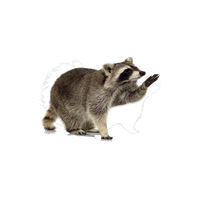 Detail Raccoon Transparent Background Nomer 27