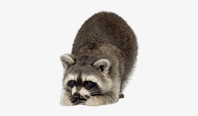 Detail Raccoon Transparent Background Nomer 47