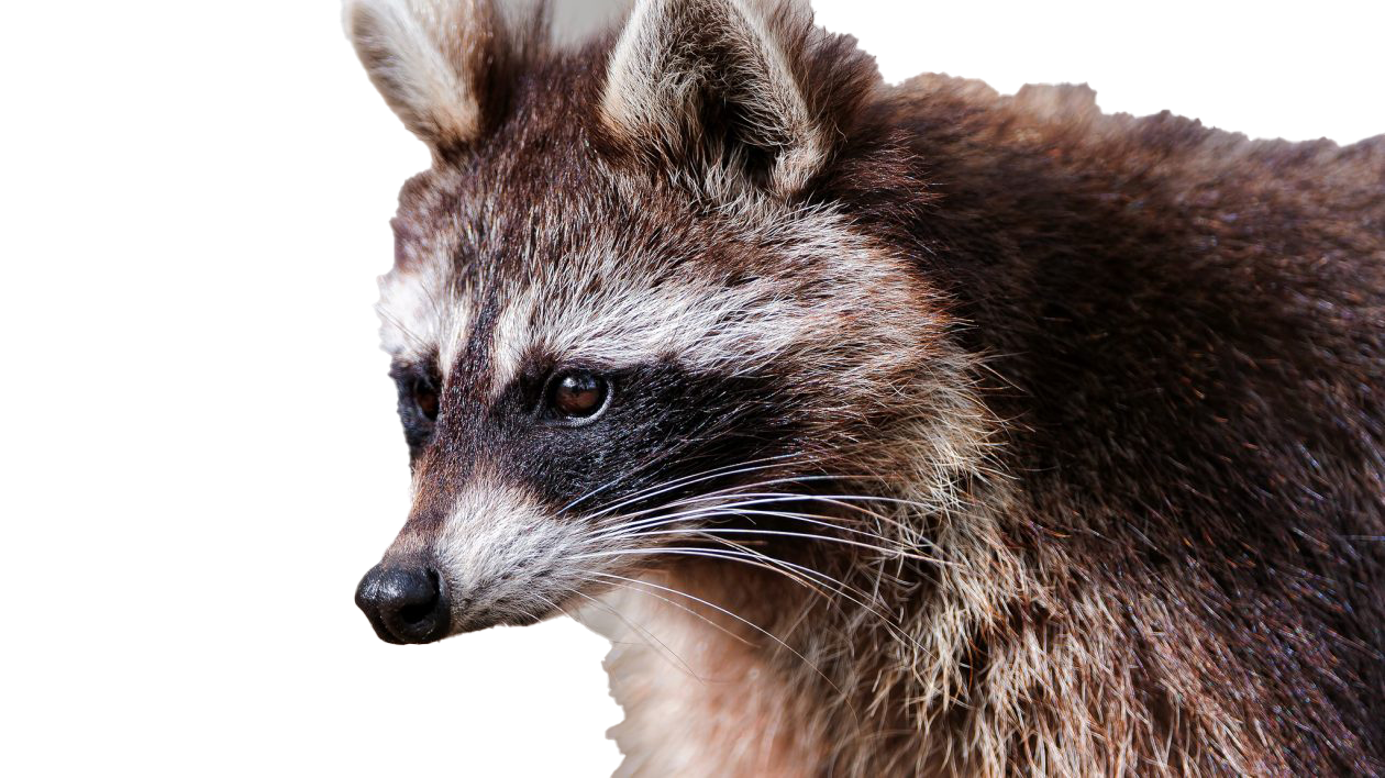 Detail Raccoon Transparent Background Nomer 48