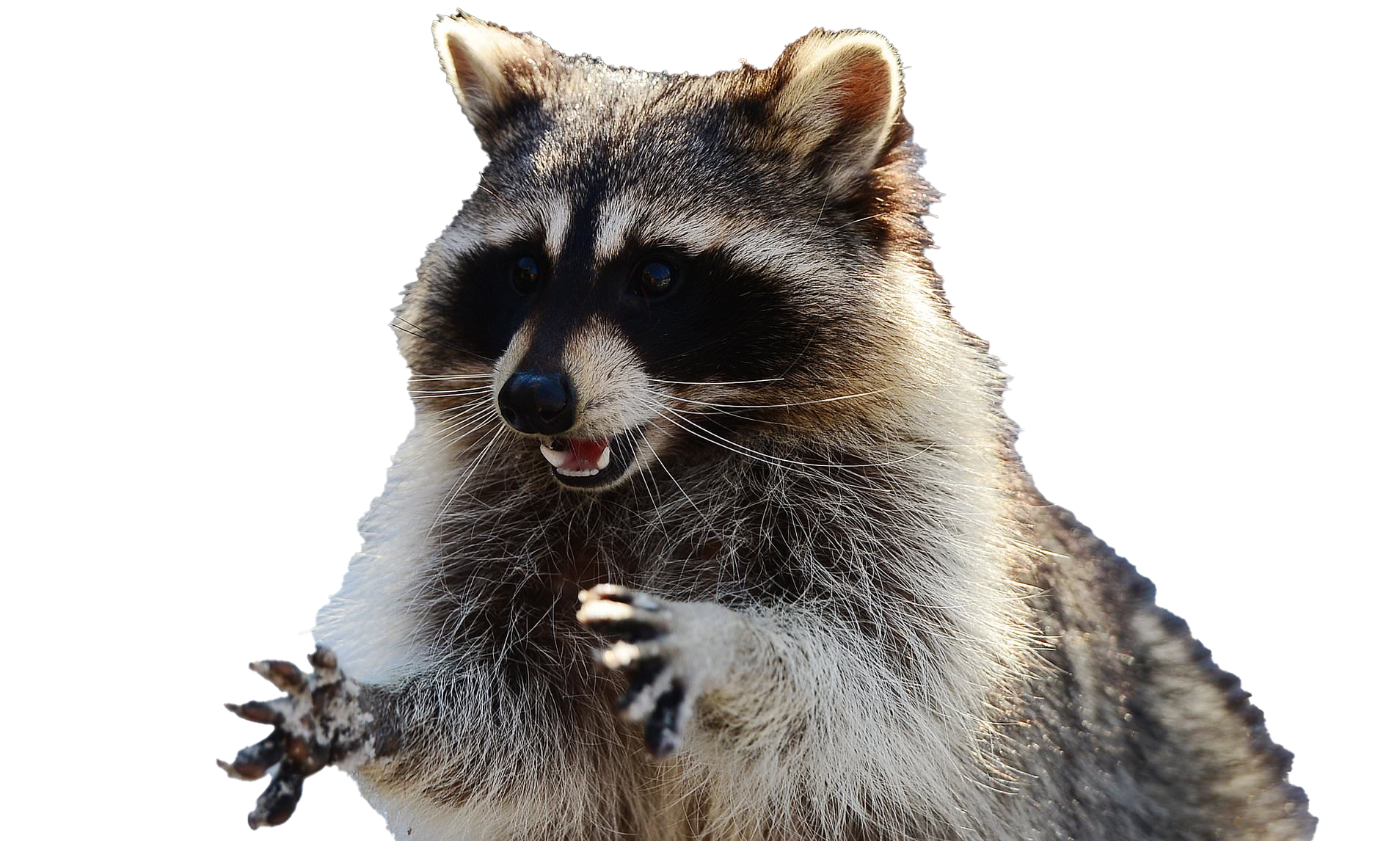 Detail Raccoon Transparent Background Nomer 52