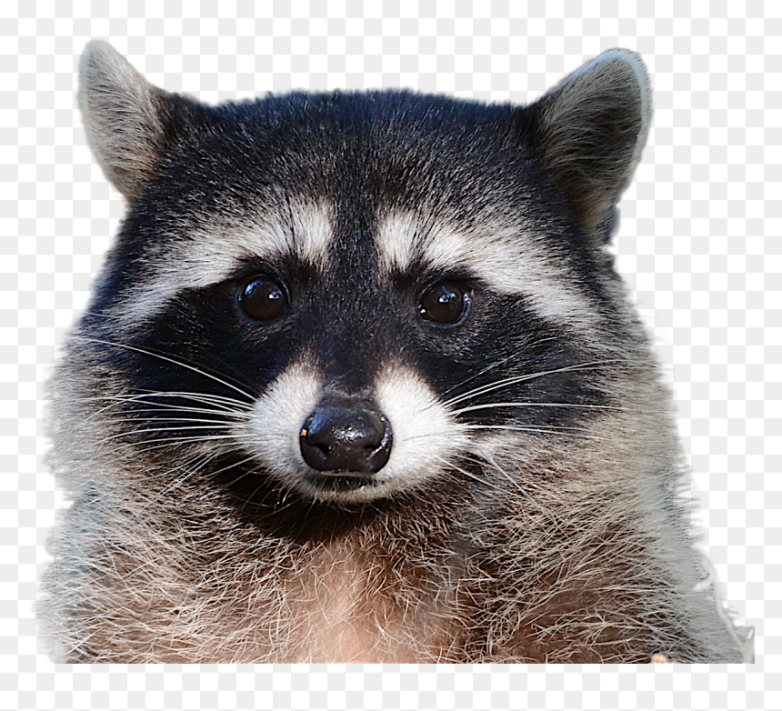 Detail Raccoon Transparent Background Nomer 9