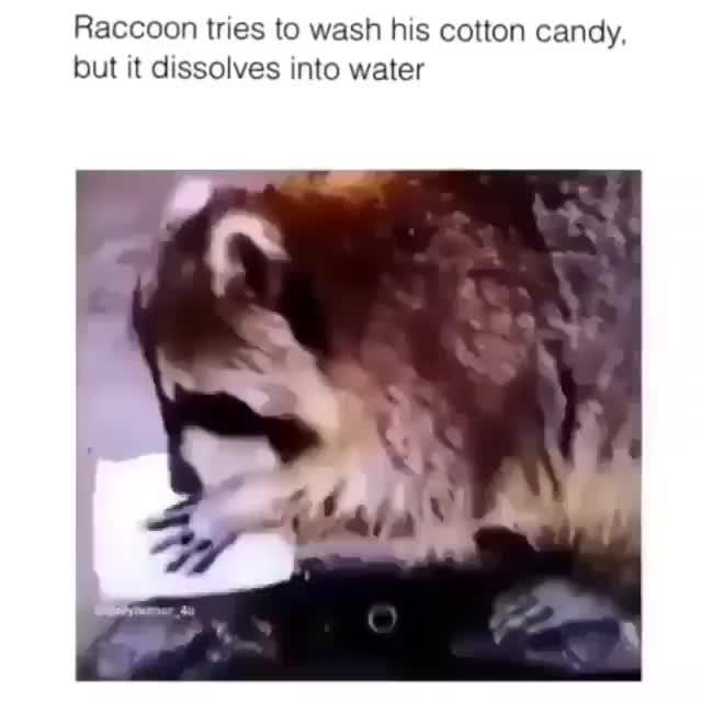 Detail Racoon Tries To Wash Cotton Candy Nomer 20