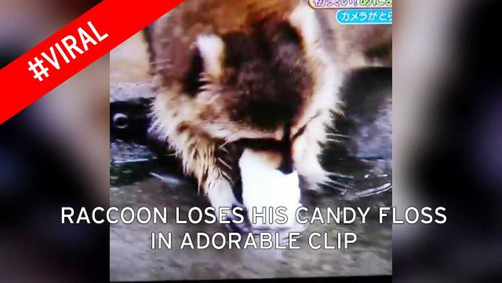 Detail Racoon Tries To Wash Cotton Candy Nomer 32