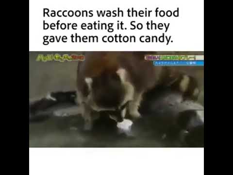 Detail Racoon Tries To Wash Cotton Candy Nomer 34