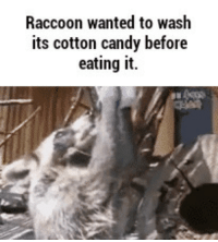 Detail Racoon Tries To Wash Cotton Candy Nomer 41