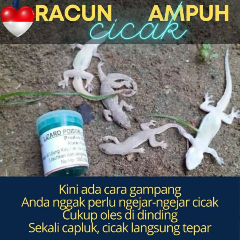 Detail Racun Cicak Rumah Nomer 47