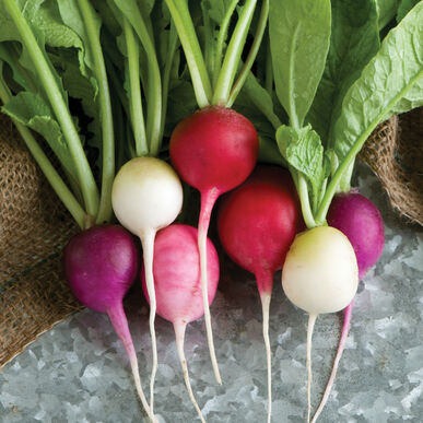 Detail Radish Picture Nomer 19