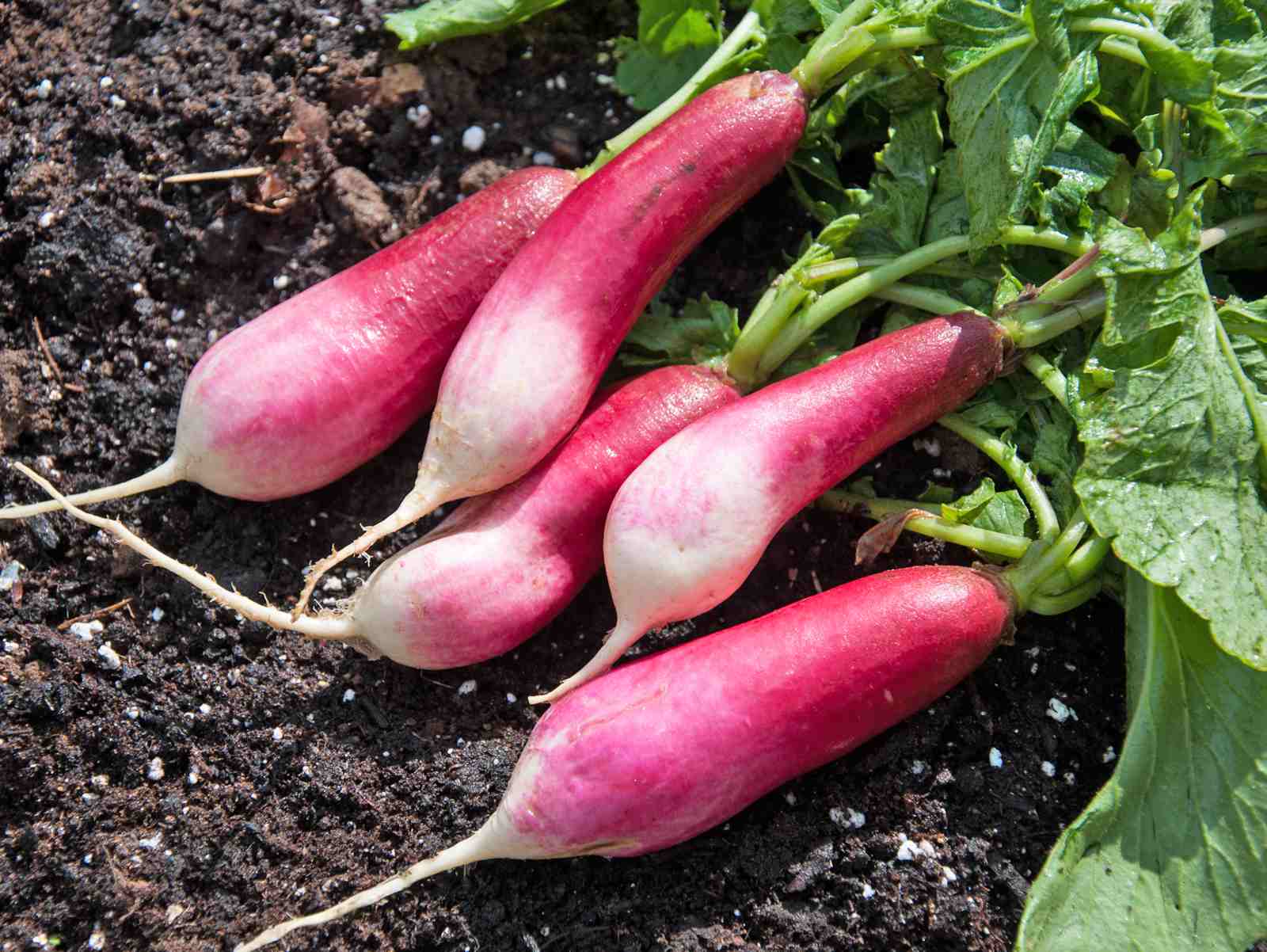 Detail Radish Picture Nomer 32