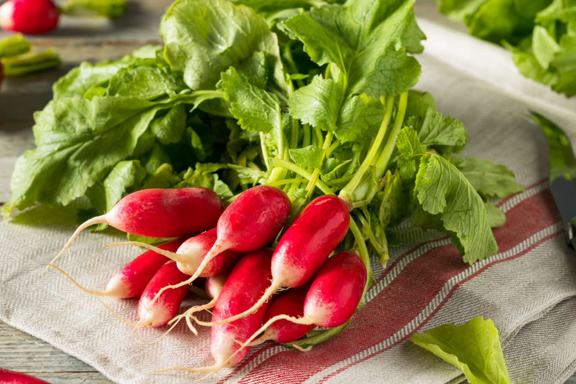 Detail Radish Types Images Nomer 9