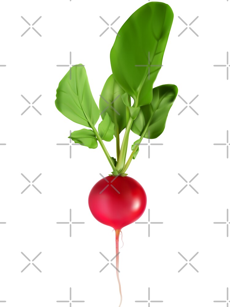 Detail Radishes Clipart Nomer 8