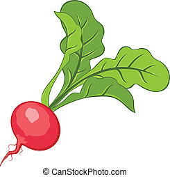 Detail Radishes Clipart Nomer 9