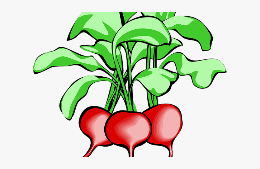 Detail Radishes Clipart Nomer 2