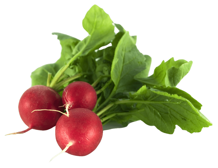 Detail Radishes Clipart Nomer 20