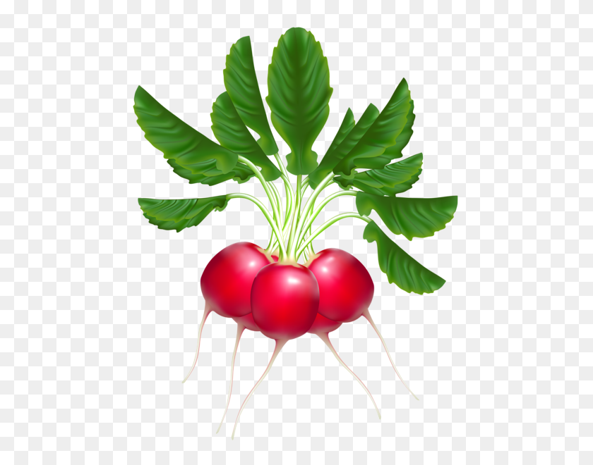 Detail Radishes Clipart Nomer 22