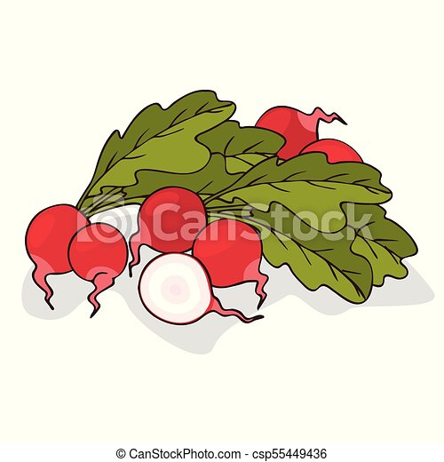 Detail Radishes Clipart Nomer 26