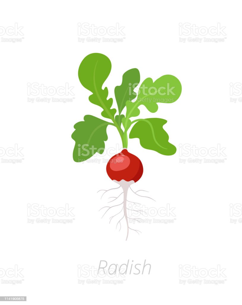 Detail Radishes Clipart Nomer 27