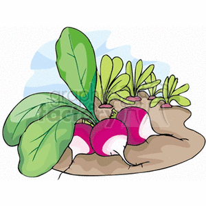 Detail Radishes Clipart Nomer 33