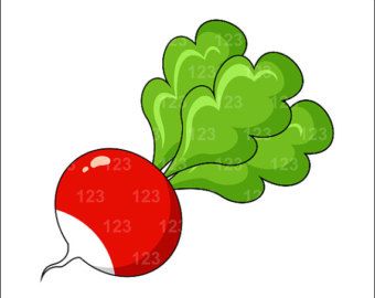 Detail Radishes Clipart Nomer 44