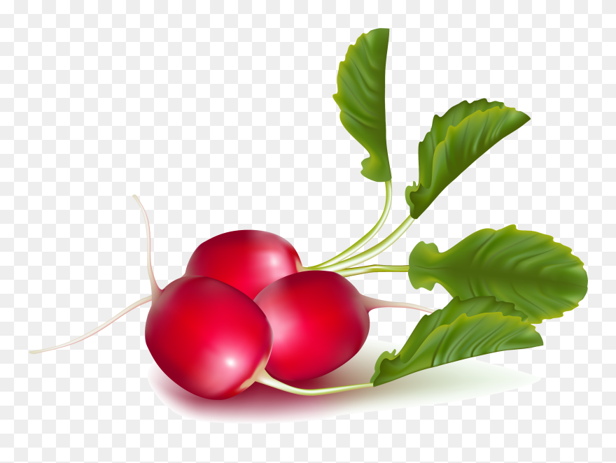 Detail Radishes Clipart Nomer 45