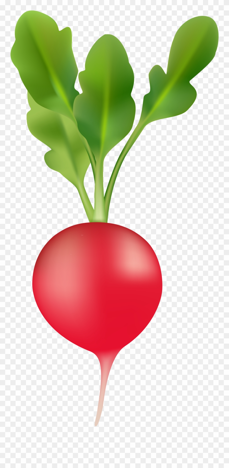 Detail Radishes Clipart Nomer 5