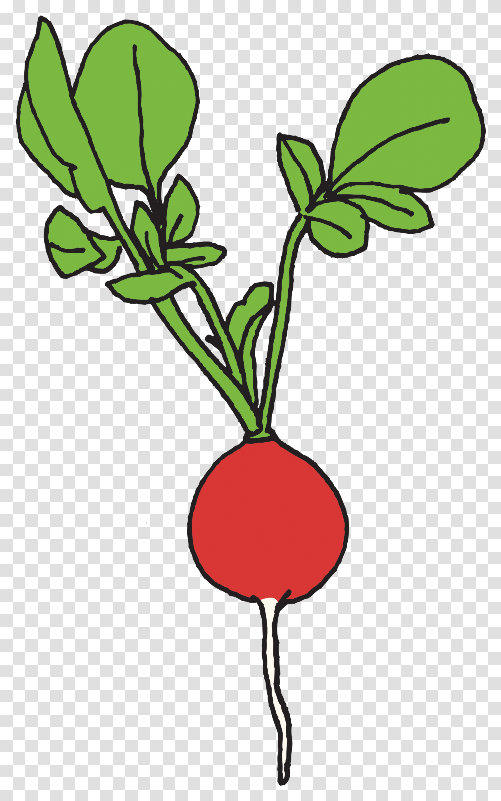 Detail Radishes Clipart Nomer 6