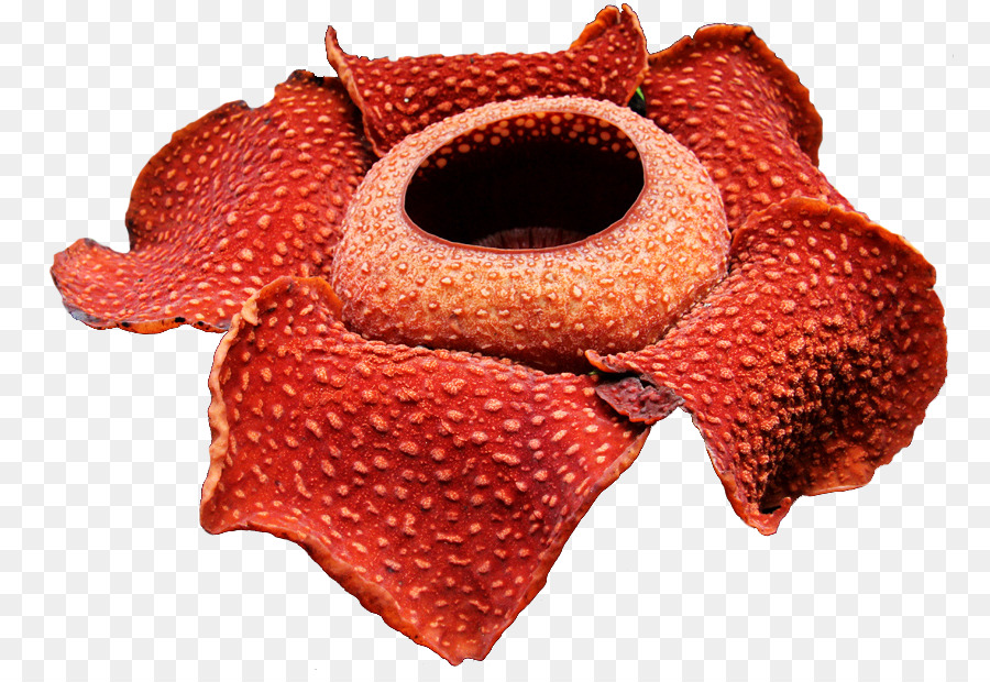 Detail Rafflesia Arnoldii Png Nomer 2