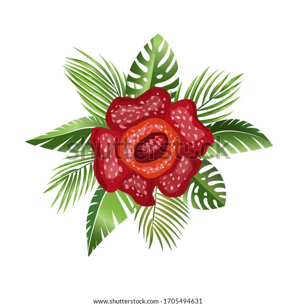 Detail Rafflesia Arnoldii Png Nomer 10