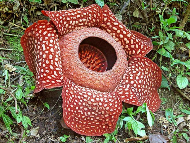 Detail Rafflesia Arnoldii Png Nomer 17