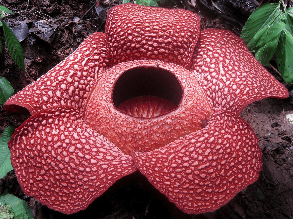 Detail Rafflesia Arnoldii Png Nomer 33