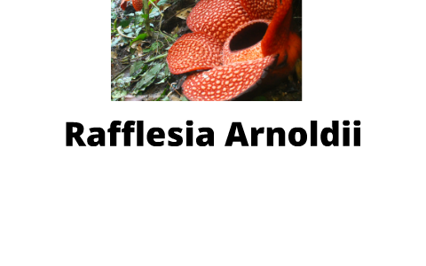 Detail Rafflesia Arnoldii Png Nomer 42