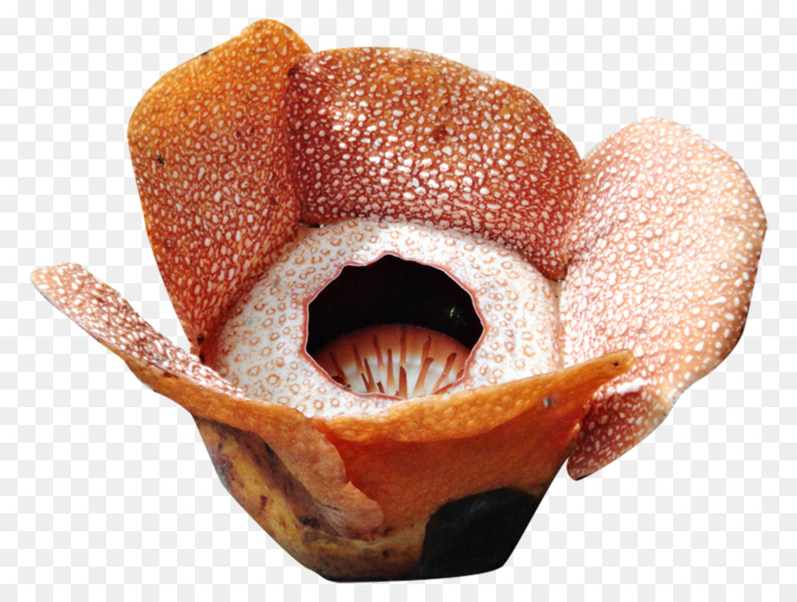 Detail Rafflesia Arnoldii Png Nomer 45