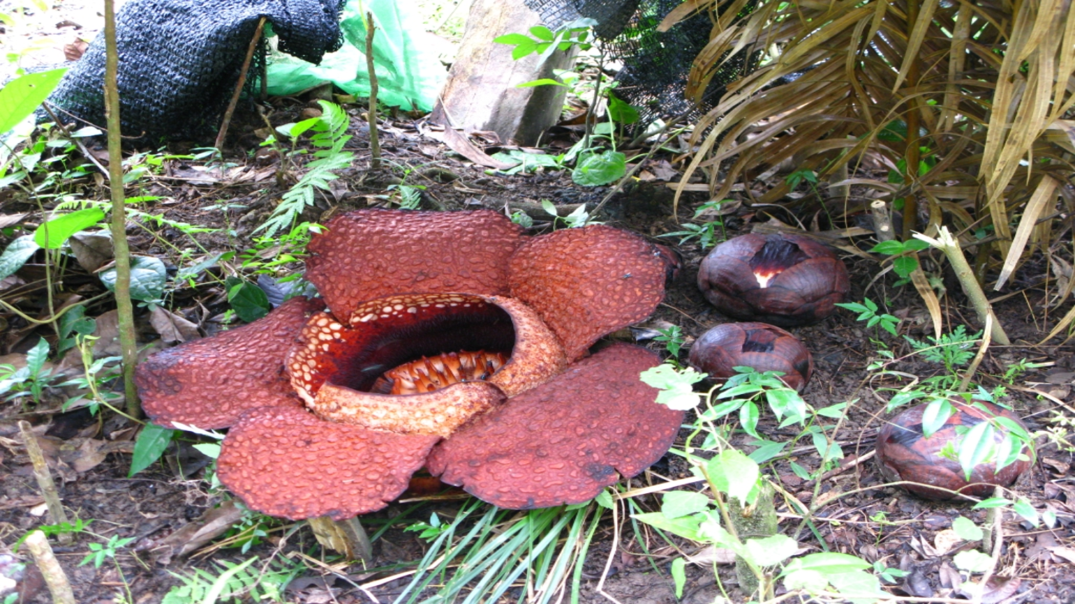 Detail Rafflesia Arnoldii Png Nomer 49