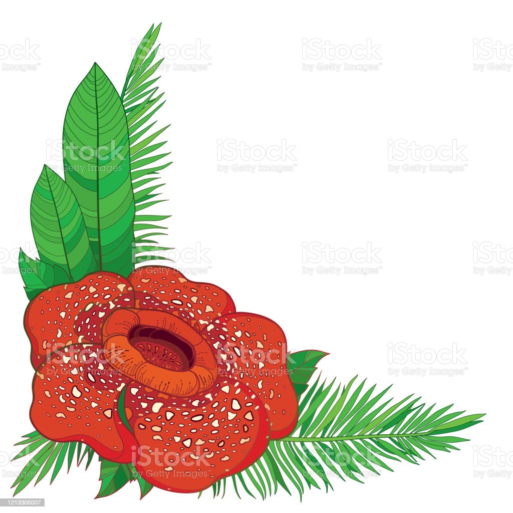 Detail Rafflesia Arnoldii Png Nomer 8