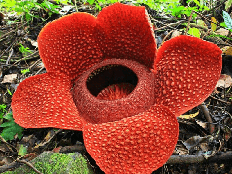 Detail Raflesia Arnoldi Png Nomer 21