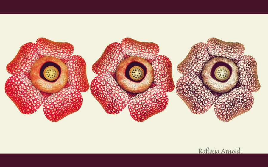 Detail Raflesia Arnoldi Png Nomer 22