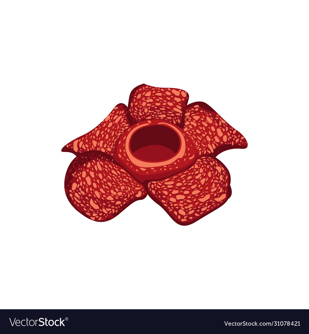 Detail Raflesia Arnoldi Png Nomer 23