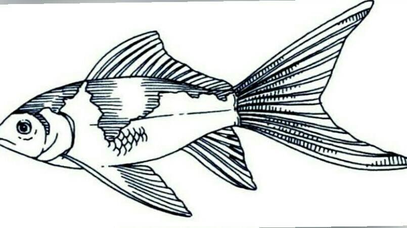 Detail Ragam Hias Ikan Nomer 16