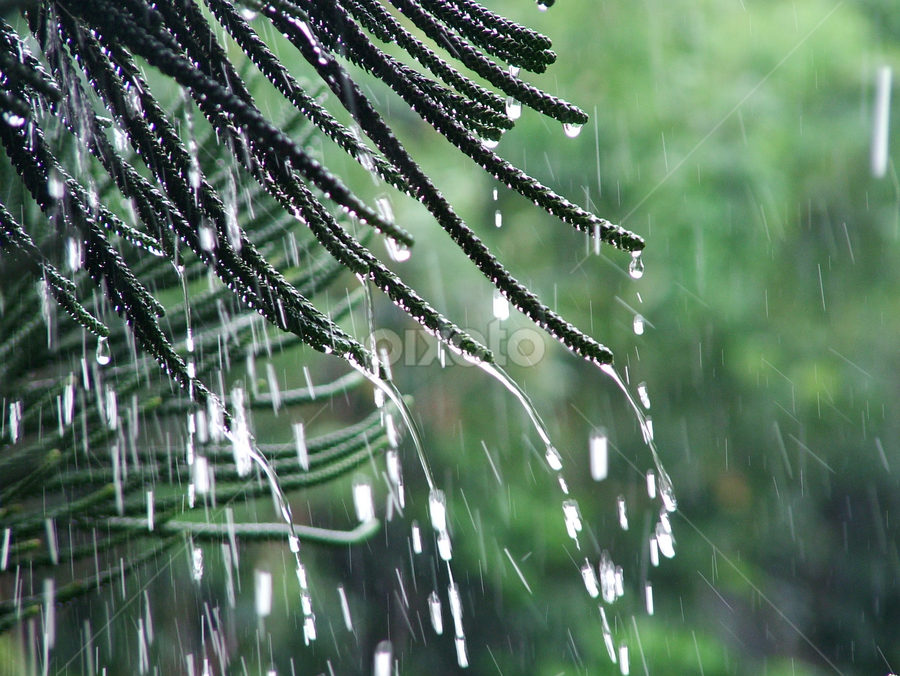 Detail Rain Pictures Of Nature Nomer 31