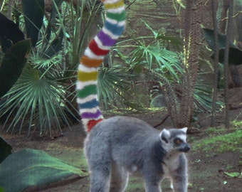 Detail Rainbow Lemur Nomer 11